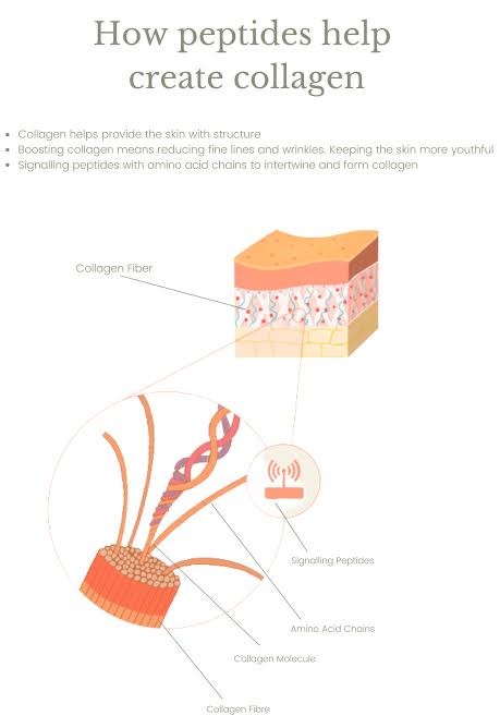 How Peptides Help Create Collagen